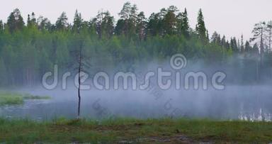 早晨，美丽的雾湖在郁郁葱葱的芬兰森林中